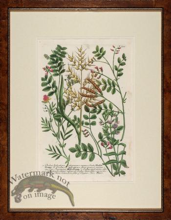 Weinmann Burl with Gold DM 06